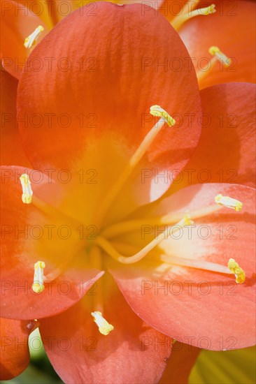 Clivia miniata, Natal lily