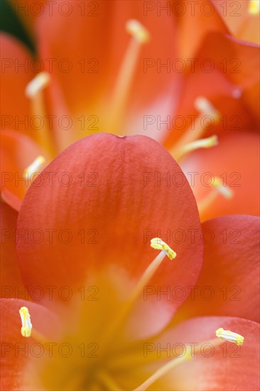 Clivia miniata, Natal lily