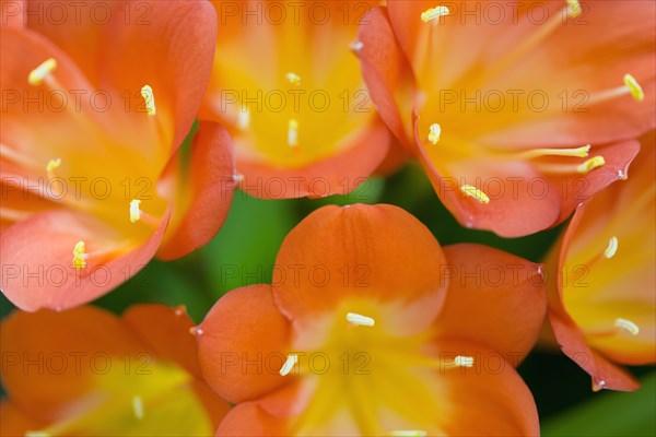 Clivia miniata, Natal lily