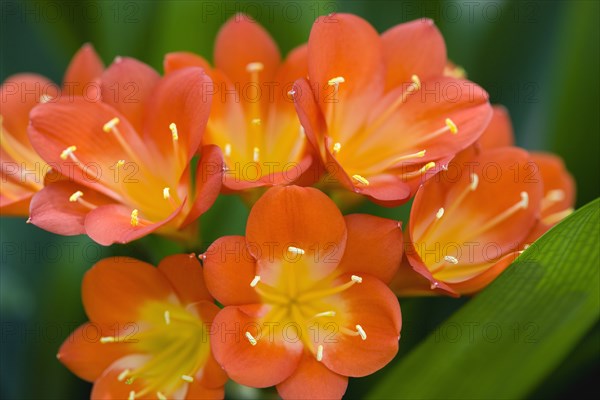 Clivia miniata, Natal lily