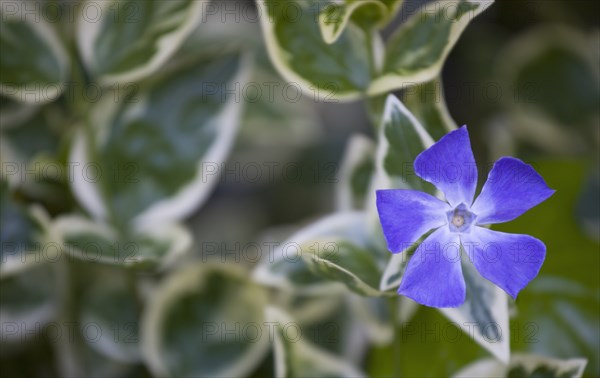 Vinca minor 'Variegata', Variegated common periwinkle