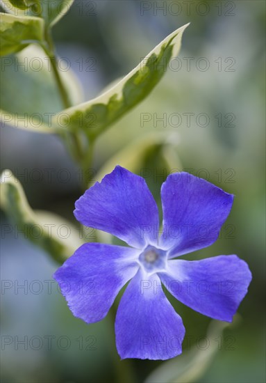 Vinca minor 'Variegata', Variegated common periwinkle