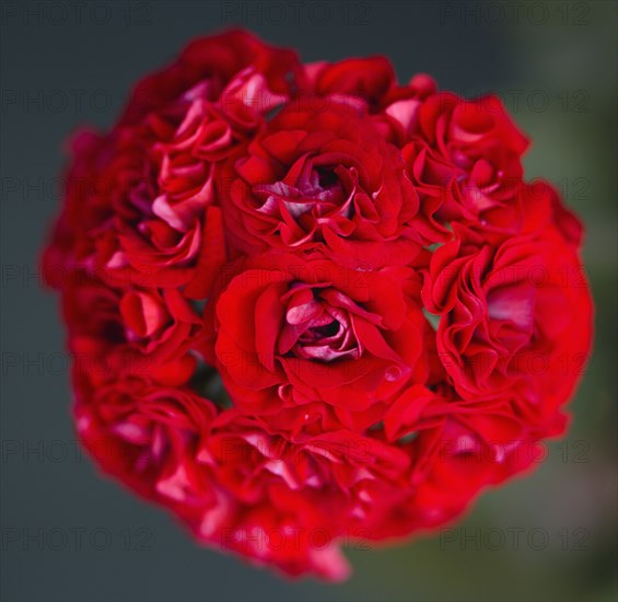 Pelargonium, Geranium