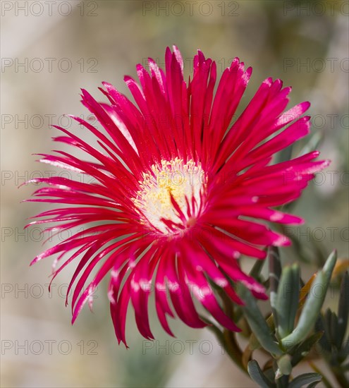 Lampranthus spectabilis, Trailing Ice Plant