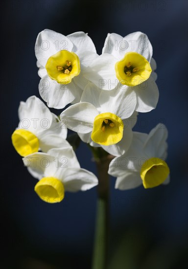 Narcissus, Bunch flowering daffodil