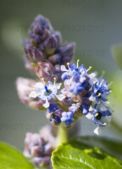 Ceanothus, Californian lilac