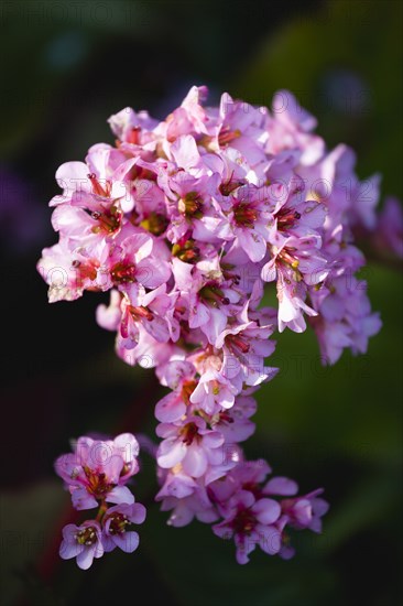 Bergenia, Elephant's ears