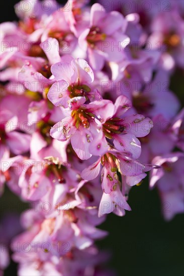 Bergenia, Elephant's ears