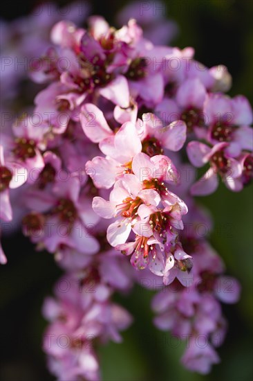 Bergenia, Elephant's ears