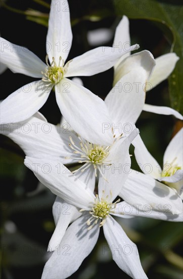 Clematis armandii, Armand clematis