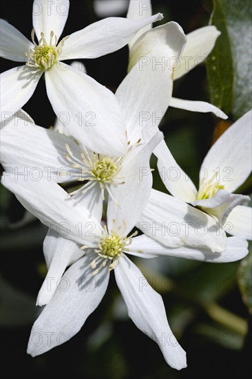 Clematis armandii, Armand clematis