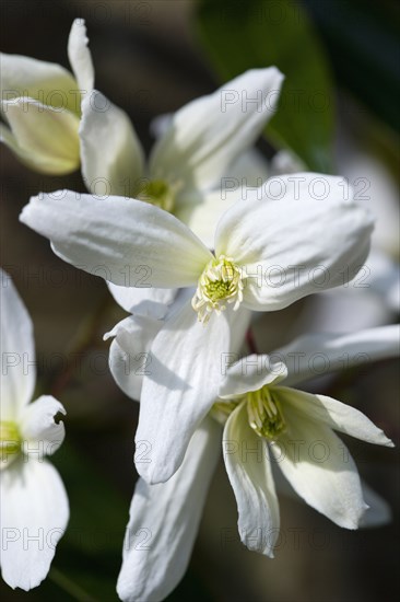 Clematis armandii, Armand clematis