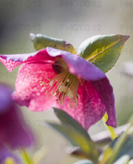 Helleborus orientalis, Hellebore