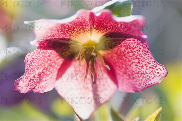 Helleborus orientalis, Hellebore