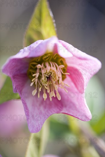 Helleborus orientalis, Hellebore