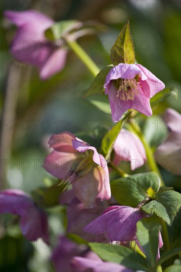 Helleborus orientalis, Hellebore