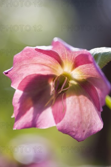 Helleborus orientalis, Hellebore