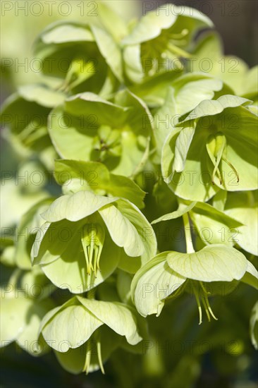 Helleborus, Hellebore, Lenten rose