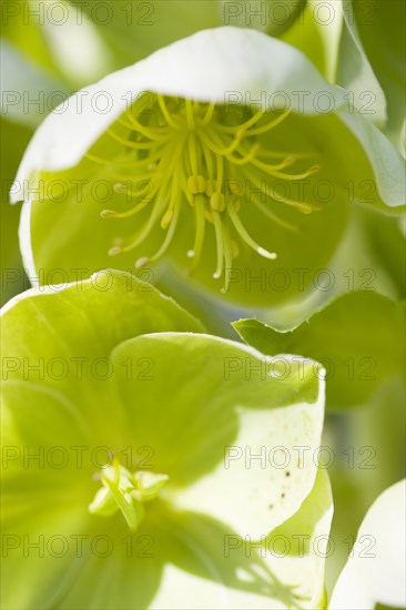 Helleborus, Hellebore, Lenten rose