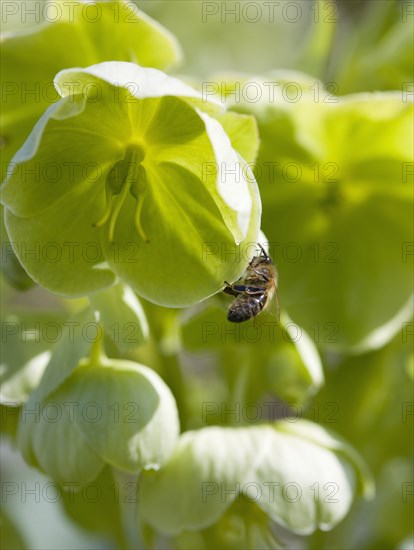 Helleborus, Hellebore, Lenten rose