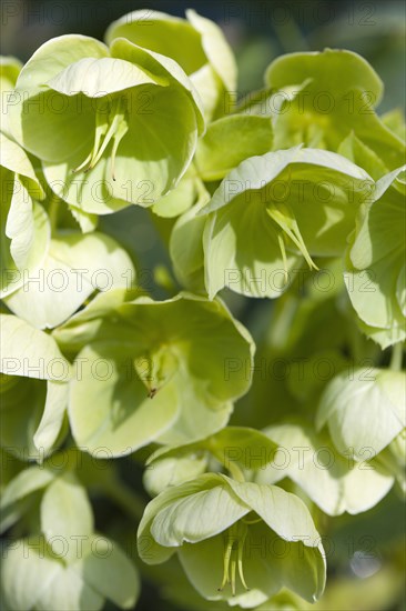 Helleborus, Hellebore, Lenten rose