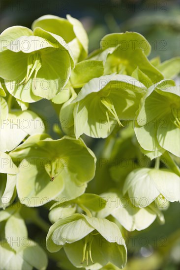 Helleborus, Hellebore, Lenten rose