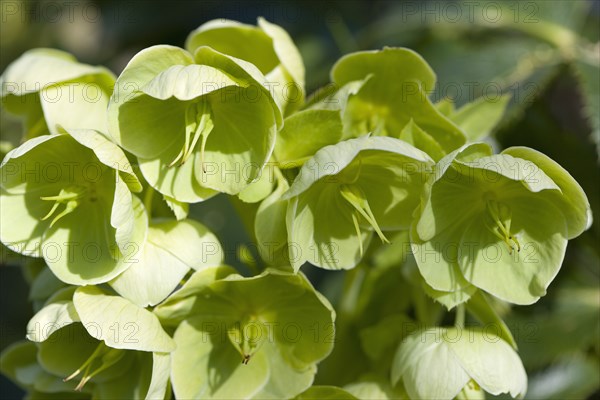 Helleborus, Hellebore, Lenten rose