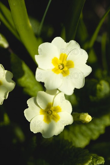 Primula vulgaris, Primrose