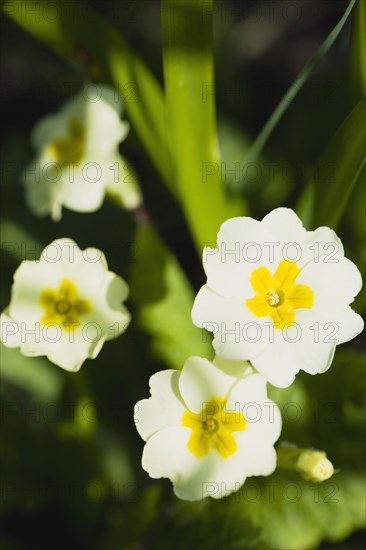 Primula vulgaris, Primrose