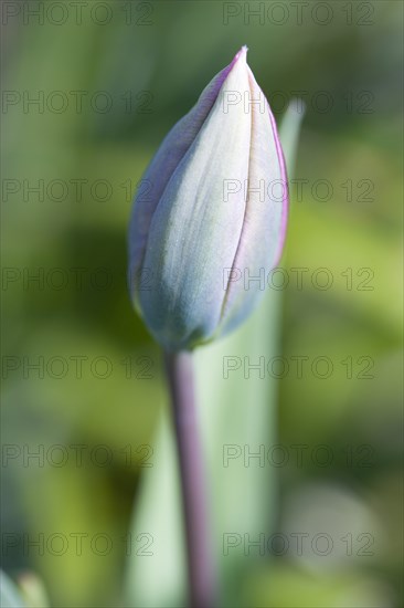 Tulipa, Tulip