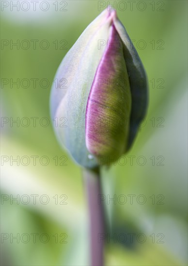 Tulipa, Tulip