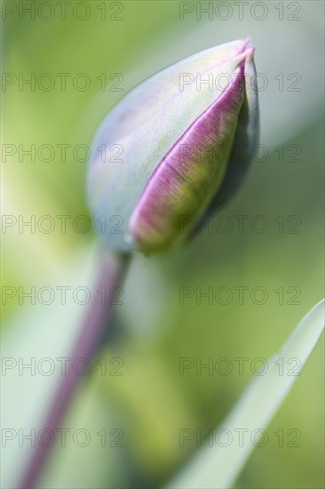 Tulipa, Tulip