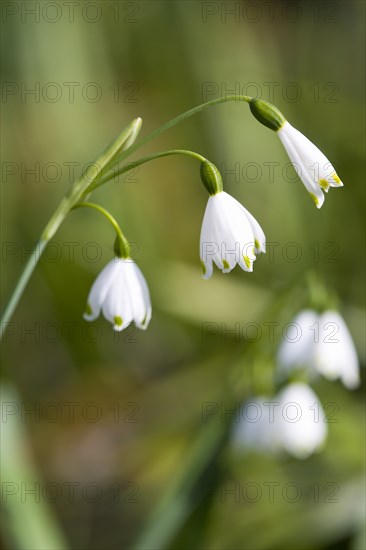 Leucojum vernum, Spring snowflake