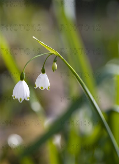 Leucojum vernum, Spring snowflake