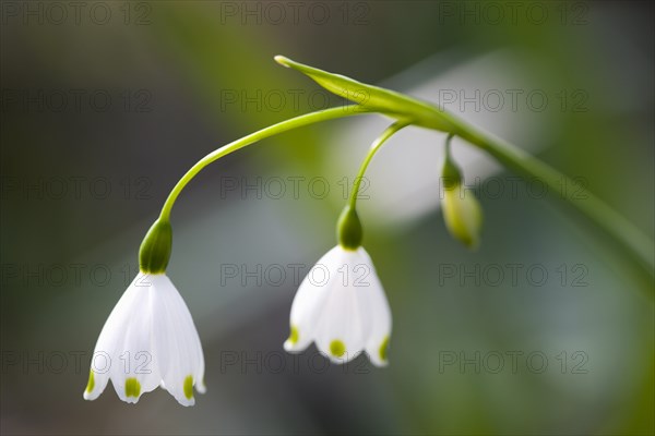 Leucojum vernum, Spring snowflake