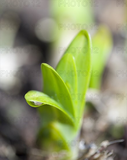 Agapanthus, African lily