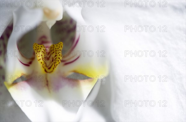 Phalaenopsis, Orchid