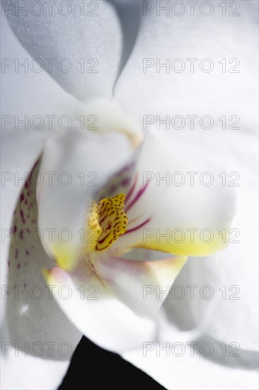 Phalaenopsis, Orchid