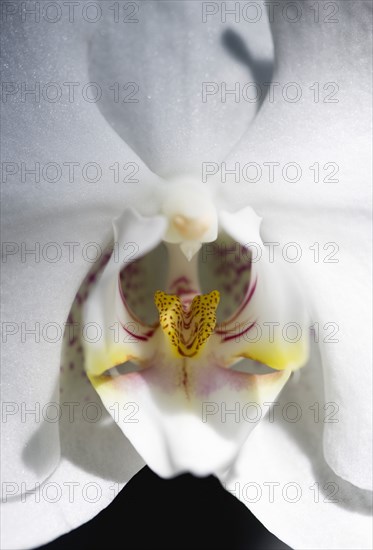 Phalaenopsis, Orchid