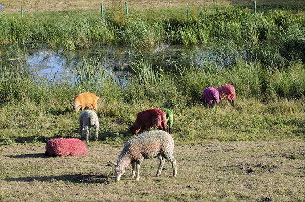 England, Suffolk, Southwold, Latitude Festival Dyed sheep beside the lake. Photo : Bob Battersby