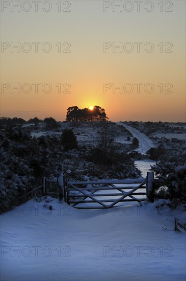 England, East Sussex, Ashdown Forest, Snow covered Camp Hill tree clump in winter with sun shining through trees on the horizon. Photo : Bob Battersby
