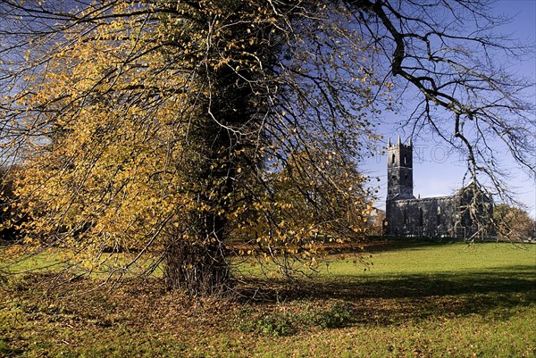 Ireland, County Roscommon, Boyle, Lough Key forest park church ruin and autumnal trees. Photo : Hugh Rooney