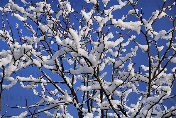 Ireland, County Mayo, Charlestown, Melting snow on branches. Photo : Hugh Rooney