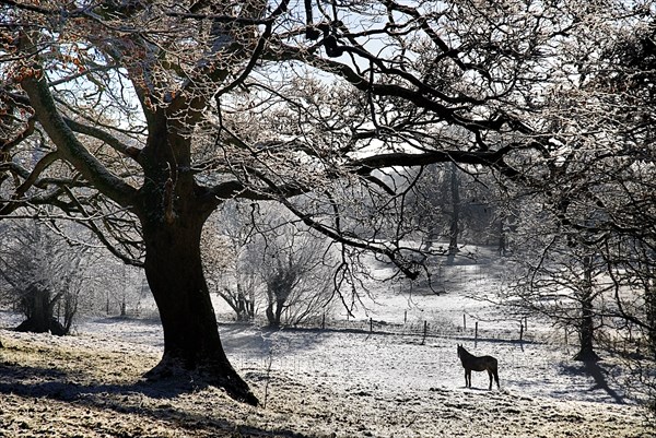 Ireland, County Sligo, Markree, Castle grounds horse standing in frost covered landscape with overhanging tree. Photo : Hugh Rooney
