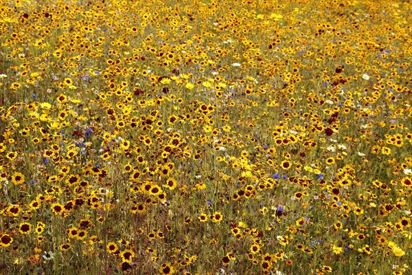 England, London, Stratford Olympic Park Naturalistic meadow planting using per-annual plants from around the world. Photo : Sean Aidan