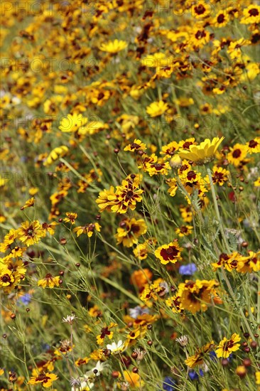 England, London, Stratford Olympic Park Naturalistic meadow planting using per-annual plants from around the world. Photo : Sean Aidan