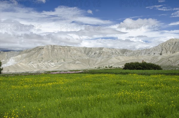 Nepal, Upper Mustang, Lo Manthang, Green fields under the blue sky. Photo : Sergey Orlov