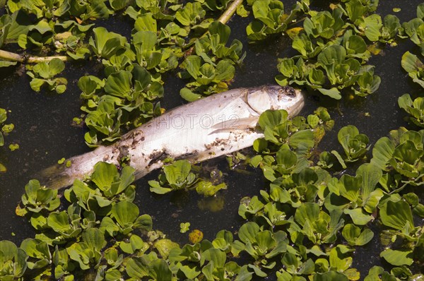 Bangladesh, Dhaka, Gulshan Lake Fish dead on surface of polluted inner city lake. 
Photo Nic I Anson / Eye Ubiquitous