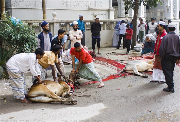 Bangladesh, Dhaka, Gulshan Animals slaughtered in the street for the Muslim Eid-ul-Azha festival. 
Photo Nic I Anson / Eye Ubiquitous