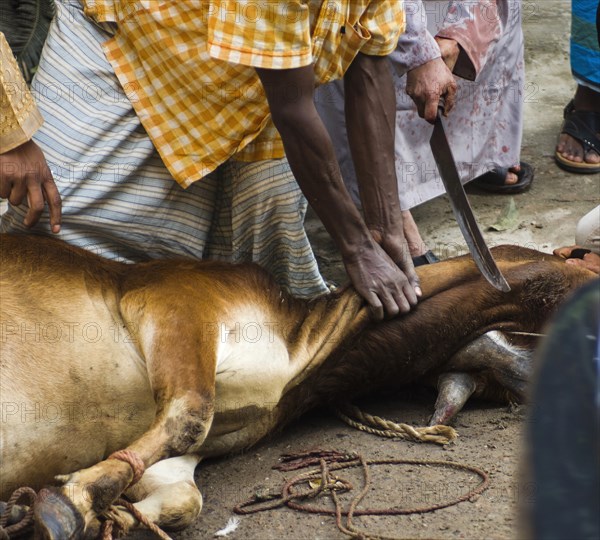 Bangladesh, Dhaka, Gulshan Animals slaughtered in the street for the Muslim Eid-ul-Azha festival. 
Photo Nic I Anson / Eye Ubiquitous